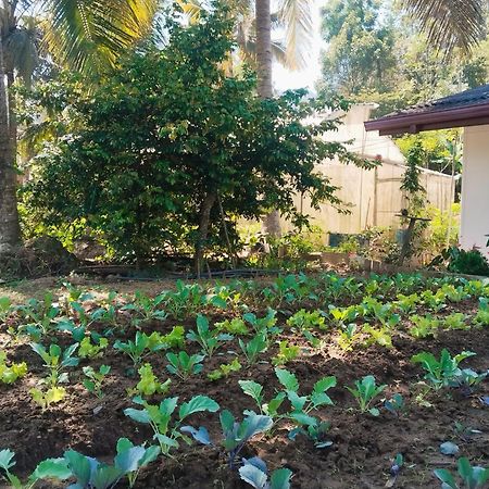 Ella Nature Valley Homestay Экстерьер фото