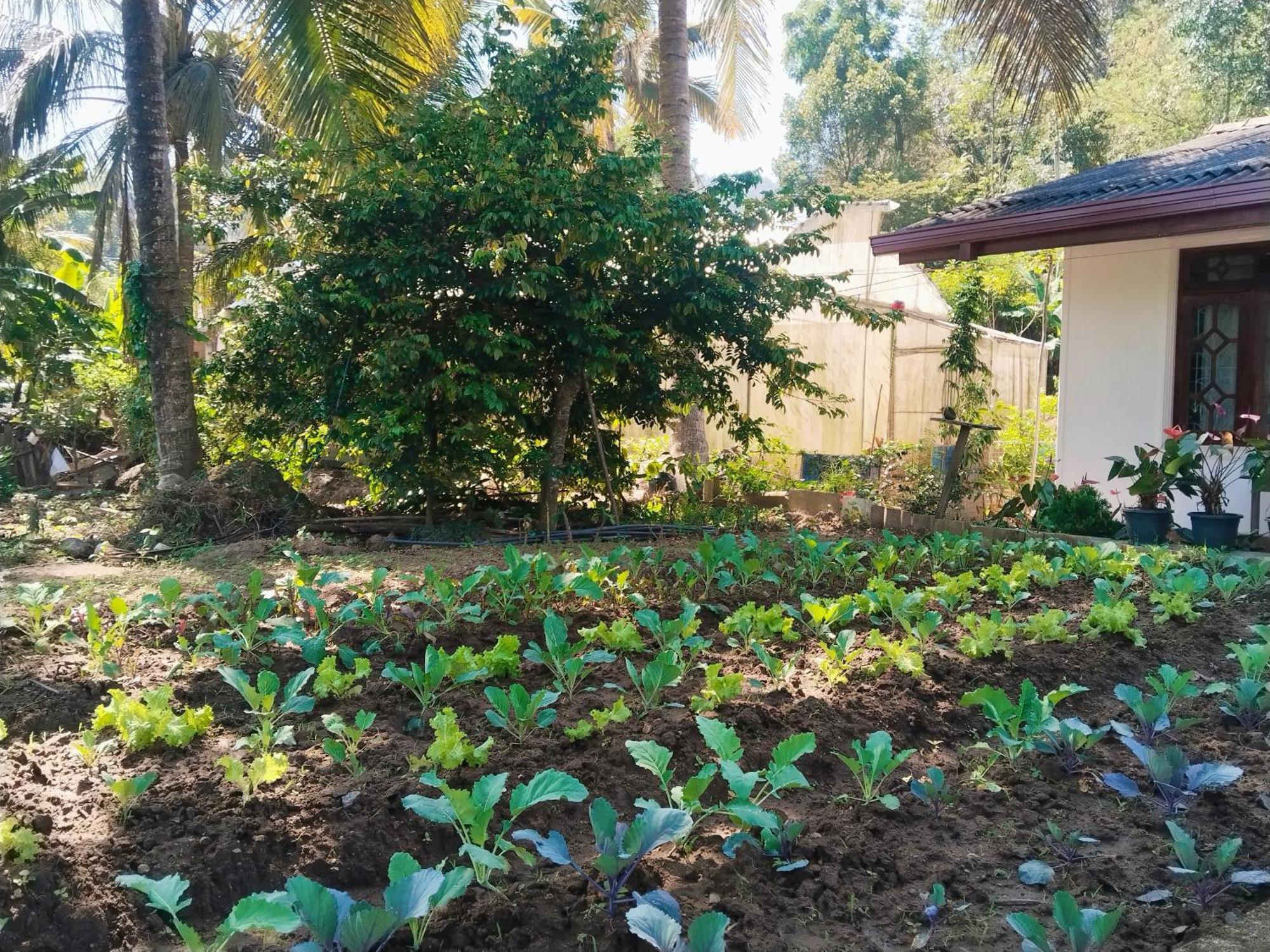 Ella Nature Valley Homestay Экстерьер фото