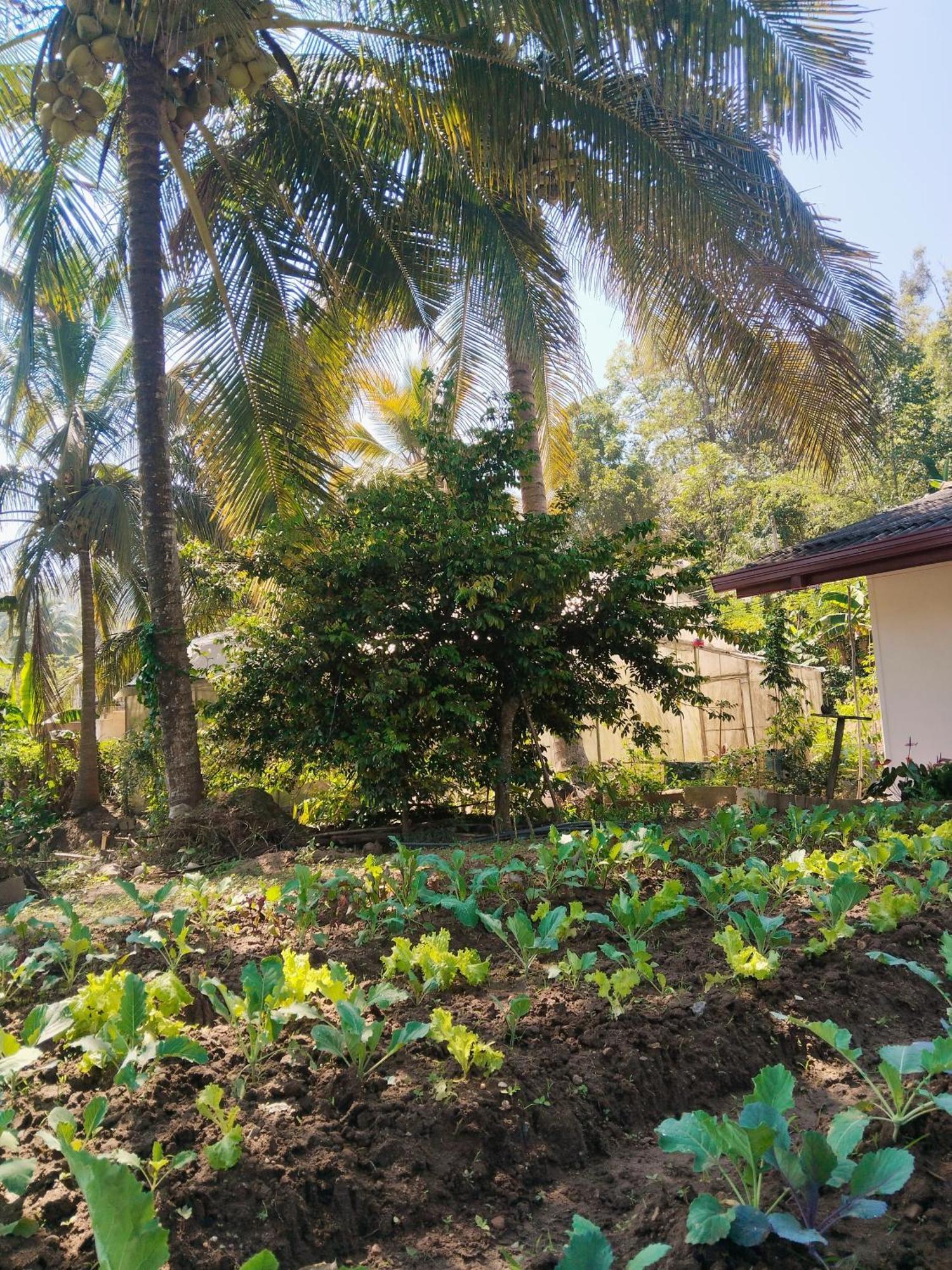 Ella Nature Valley Homestay Экстерьер фото
